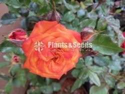 Roses