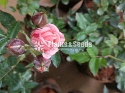 Roses