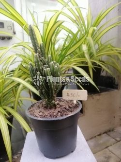 Cactus and Succulent Pots