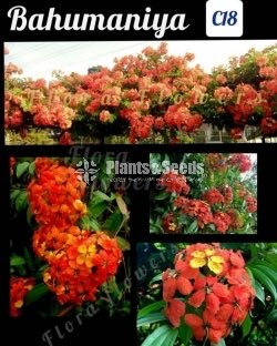බහුමානියා(Bahumaniya)