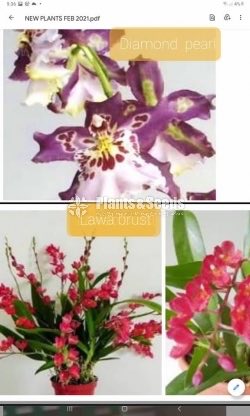 Oncidiumand Phalaenopsis  Orchids