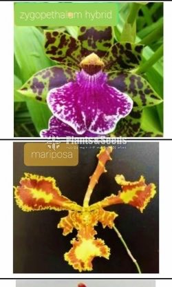 Oncidiumand Phalaenopsis  Orchids