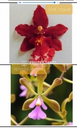 Oncidiumand Phalaenopsis  Orchids