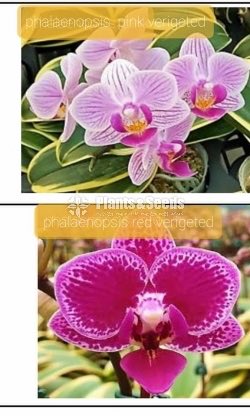 Oncidiumand Phalaenopsis  Orchids