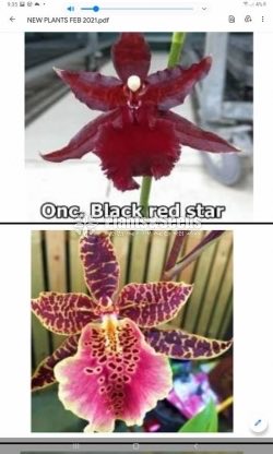 Oncidiumand Phalaenopsis  Orchids