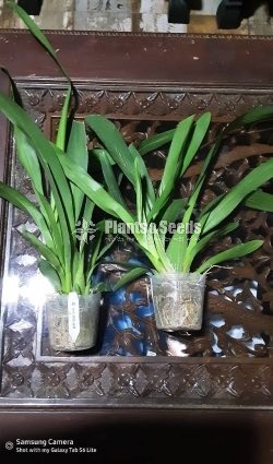 Oncidiumand Phalaenopsis  Orchids