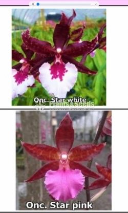 Oncidiumand Phalaenopsis  Orchids