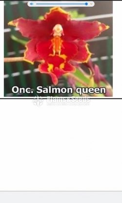 Oncidiumand Phalaenopsis  Orchids