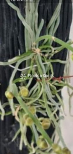 Chiloschtista viridiflava 