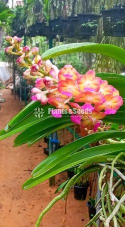 Bangkok Sunset Orchid