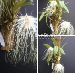 BULBOPHYLLUM Orchids