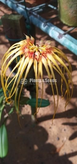 BULBOPHYLLUM Orchids