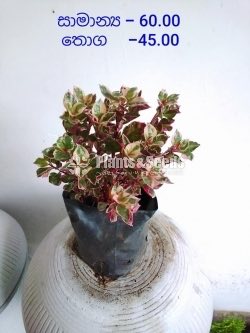 Outdoor Plants