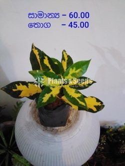 Outdoor Plants