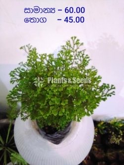 Outdoor Plants