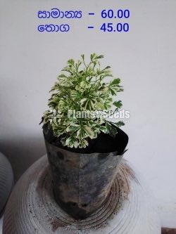 Outdoor Plants