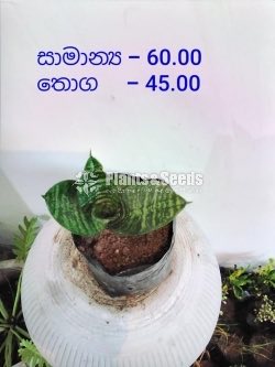 Outdoor Plants