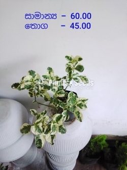 Outdoor Plants
