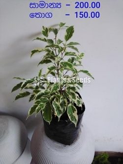 Outdoor Plants