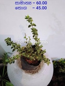 Outdoor Plants