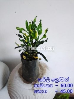 Outdoor Plants