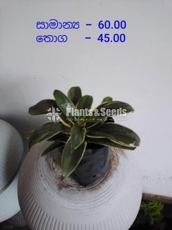 Outdoor Plants