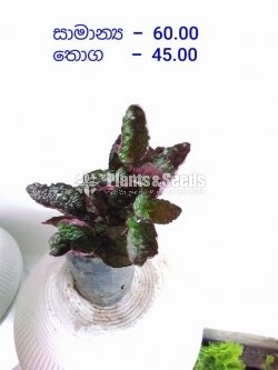 Outdoor Plants