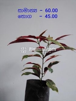 Outdoor Plants