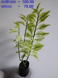 Outdoor Plants