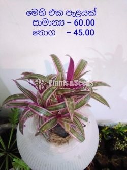 Outdoor Plants