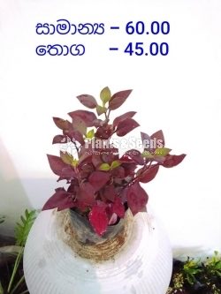 Outdoor Plants