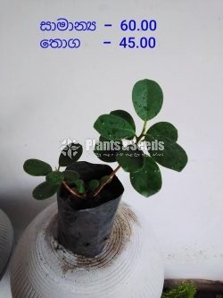Outdoor Plants