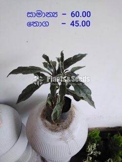 Outdoor Plants