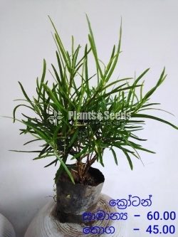 Outdoor Plants