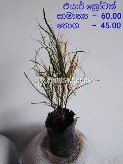 Outdoor Plants
