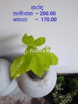 Magul Karada (මගුල් කරද )