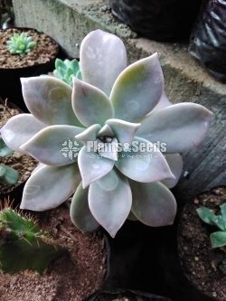 Cactus and Succulent 