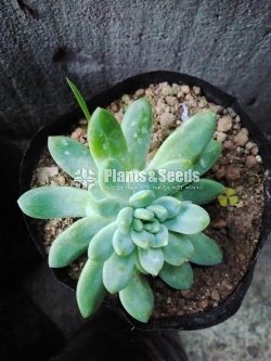 Cactus and Succulent 