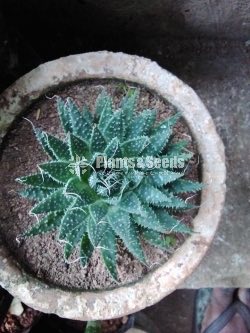 Cactus and Succulent 