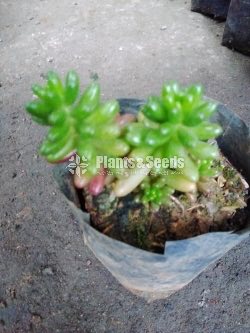 Cactus and Succulent 