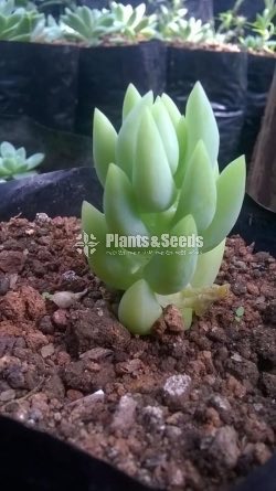 Cactus and Succulent 
