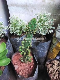 Cactus and Succulent 