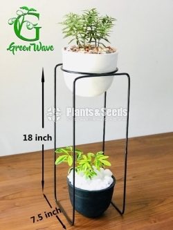 Decorative Pots