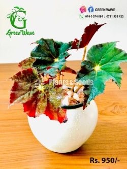 Decorative Pots