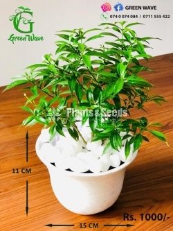 Decorative Pots
