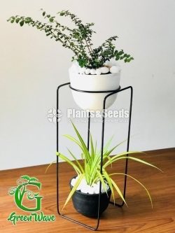 Decorative Pots
