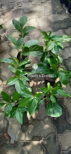 Fiddlewood flower plant