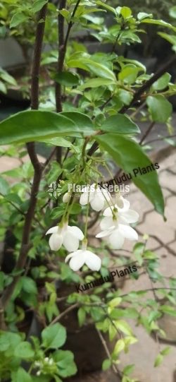 Wrightia flower plant