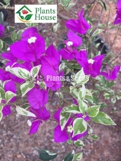 Boganwila(බොගන්විලා)