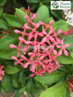 Ixora (එක්සෝරා)